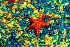 Ocean Life